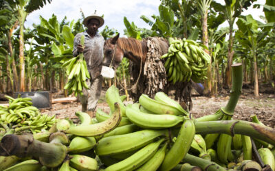 Color verde plátano