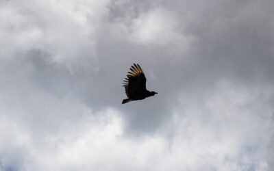 La visita del zamuro