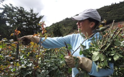 Las rosas que siguen brotando en Bailadores