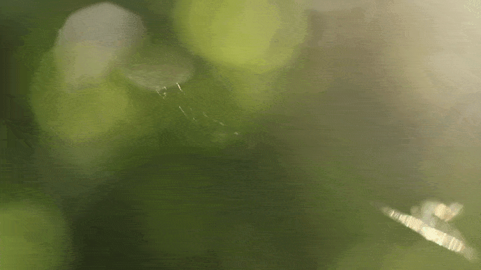 Directorio de atención y apoyo en salud mental