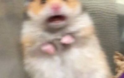 Puedo escuchar al ratón