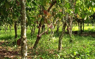 El bosque de chocolate y la danta misteriosa